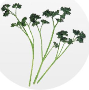 prezzemolo riccio