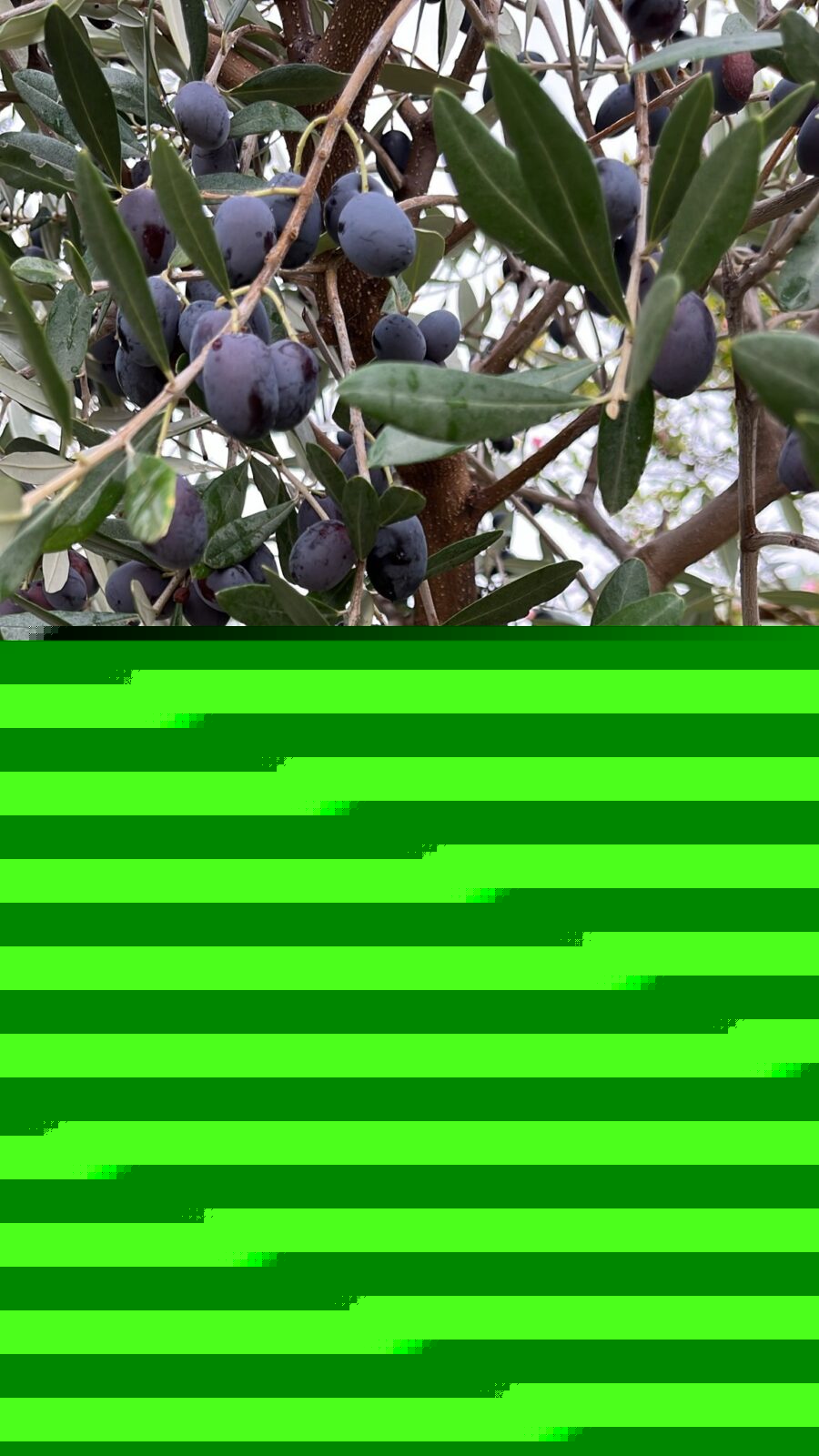 sal 4