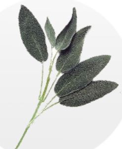 salvia