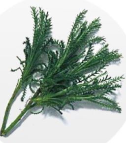 santolina rosmarinifoglia
