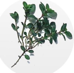 timo limone verde