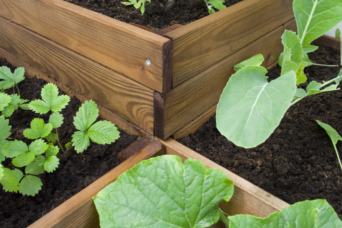 orto-four-1