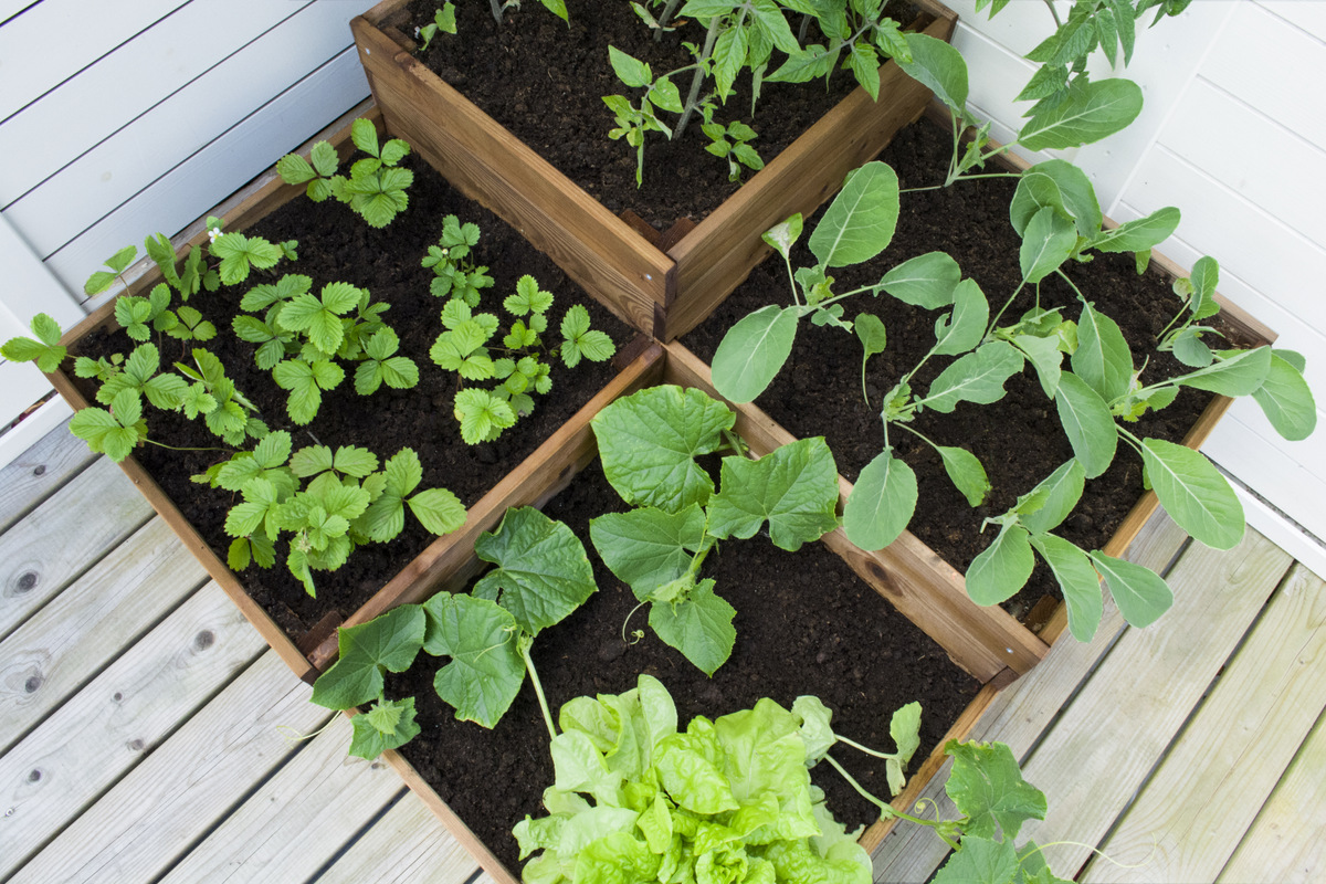 orto-four-5